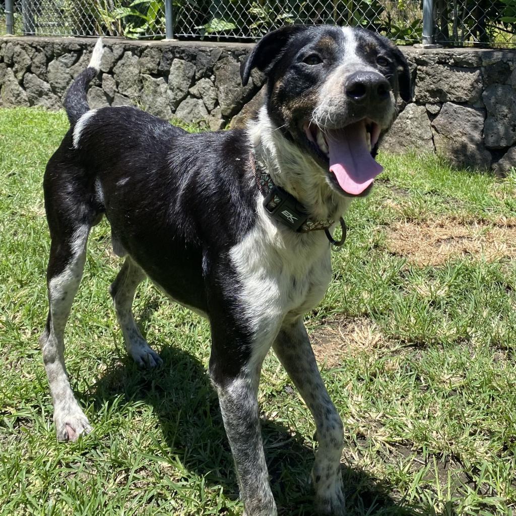 Lick Jagger (AIR-Stray-ai112), an adoptable Australian Cattle Dog / Blue Heeler in Keaau, HI, 96749 | Photo Image 1