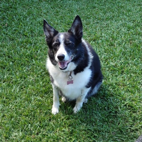 Sadie, an adoptable Border Collie in Keaau, HI, 96749 | Photo Image 1