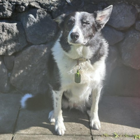 Sadie, an adoptable Border Collie in Keaau, HI, 96749 | Photo Image 3