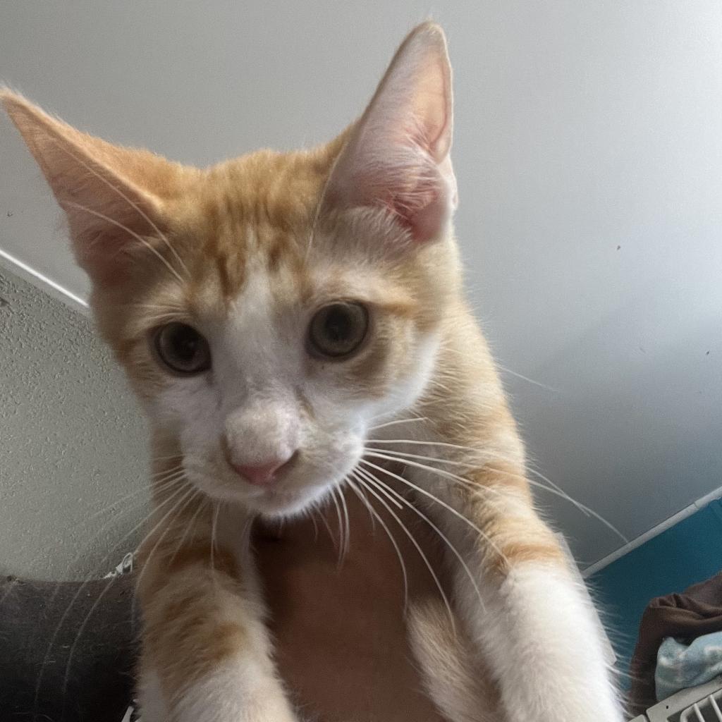 Jethro