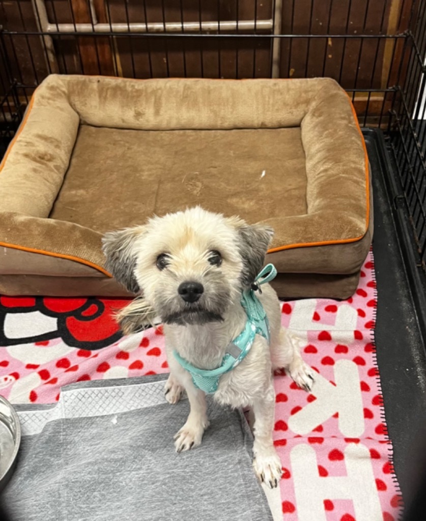 Maddy, an adoptable Shih Tzu in Crandon, WI, 54520 | Photo Image 1