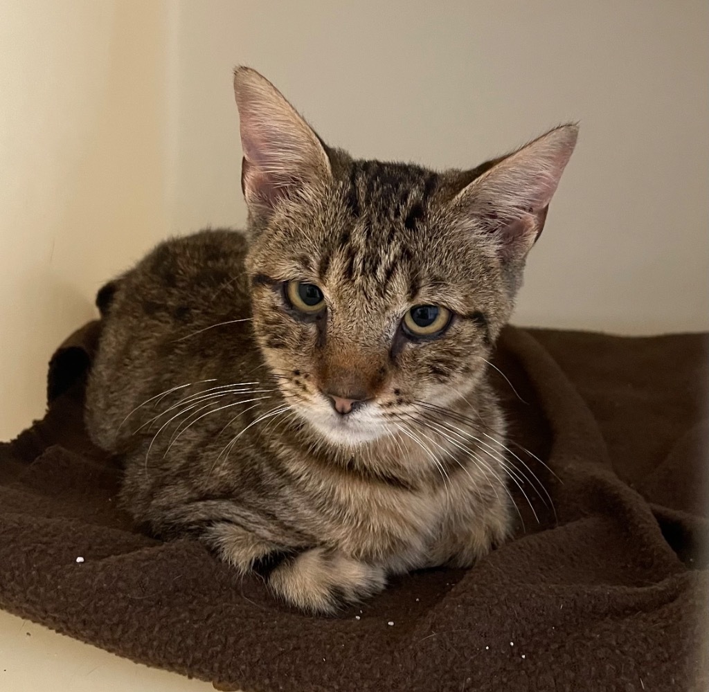 Caspian, an adoptable Domestic Short Hair in Batesville, AR, 72501 | Photo Image 1