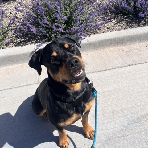 Apple, an adoptable Rottweiler in Rifle, CO, 81650 | Photo Image 1