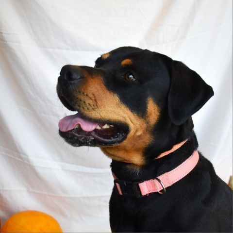 Apple, an adoptable Rottweiler in Rifle, CO, 81650 | Photo Image 1