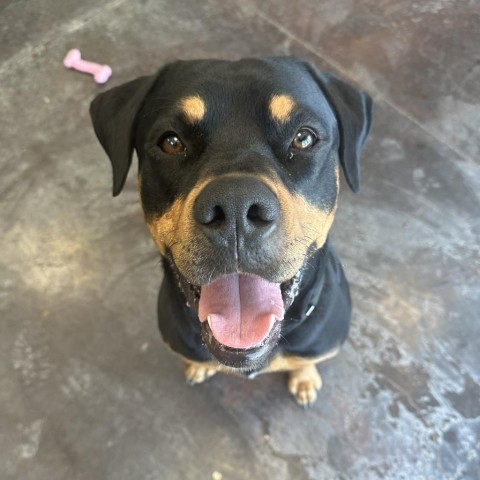 Apple, an adoptable Rottweiler in Rifle, CO, 81650 | Photo Image 2