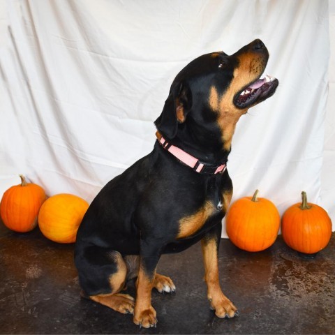 Apple, an adoptable Rottweiler in Rifle, CO, 81650 | Photo Image 2