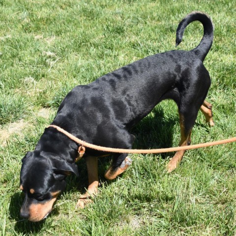 Apple, an adoptable Rottweiler in Rifle, CO, 81650 | Photo Image 3