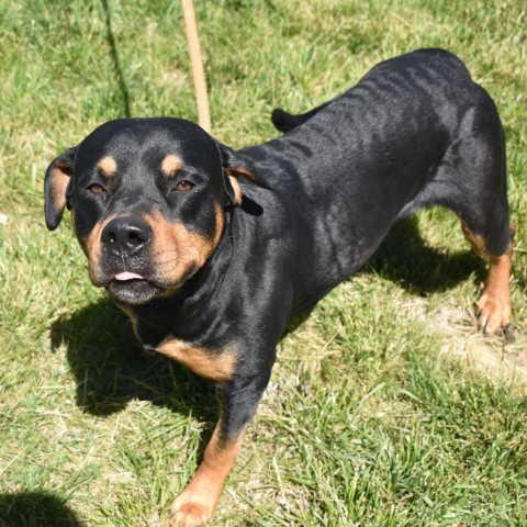 Apple, an adoptable Rottweiler in Rifle, CO, 81650 | Photo Image 4