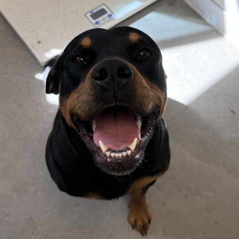 Apple, an adoptable Rottweiler in Rifle, CO, 81650 | Photo Image 5