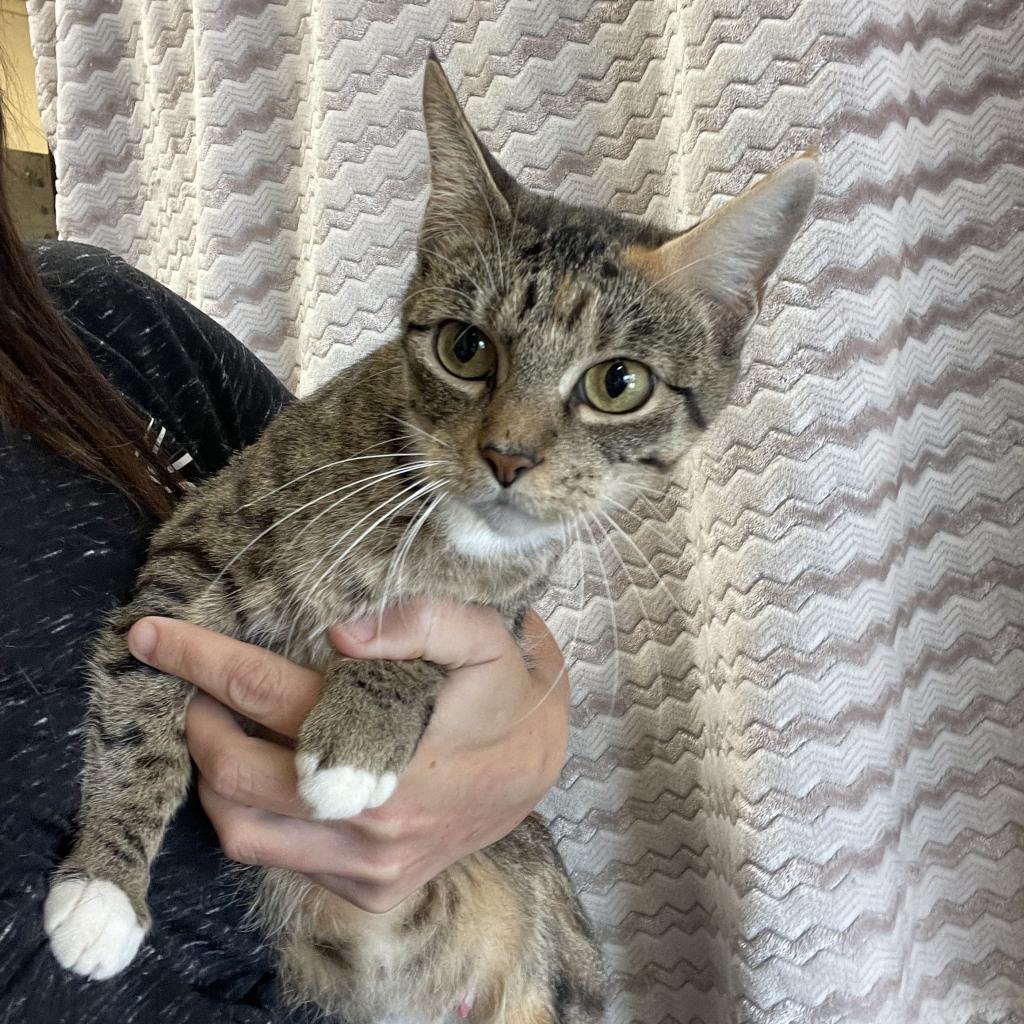 Ellie, an adoptable Domestic Short Hair in Sand Springs, OK, 74063 | Photo Image 1