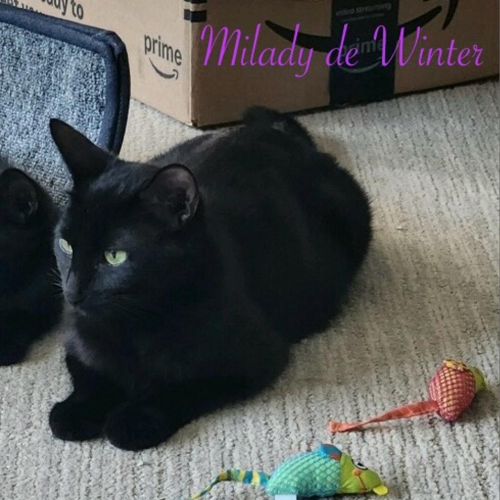 MiLady de Winter