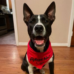Toshi Shepherd Dog