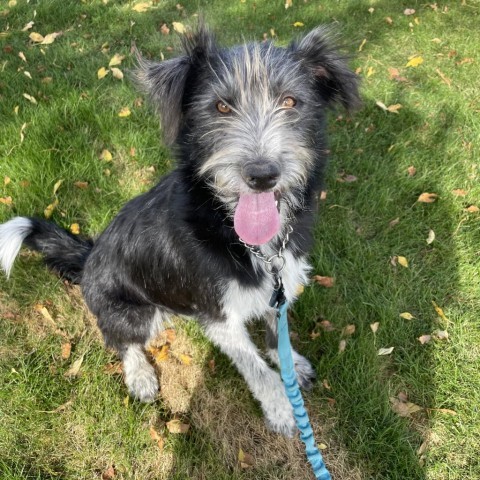 Taz, an adoptable Mixed Breed in Bismarck, ND, 58507 | Photo Image 1