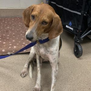 Shiloh, Adult Female Treeing Walker Coonhound