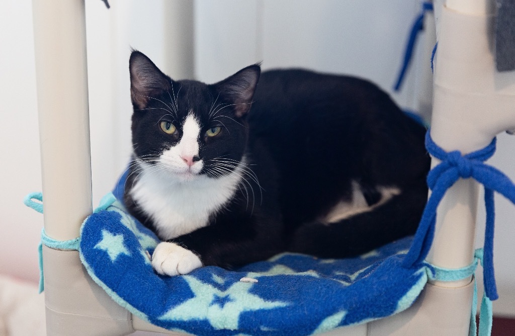 Ash, an adoptable Domestic Short Hair in Redwood Falls, MN, 56283 | Photo Image 1
