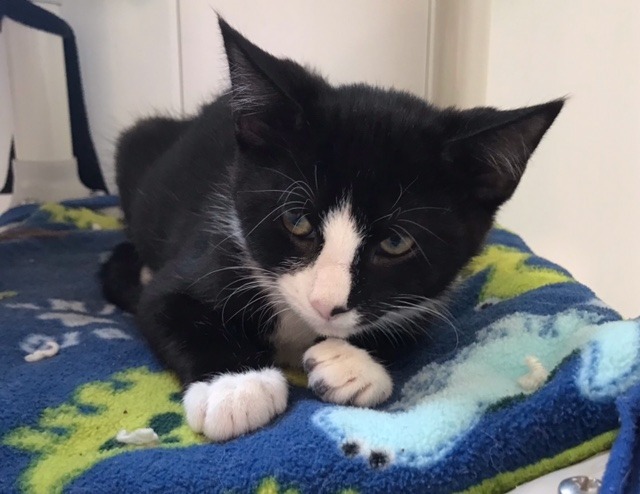 Ash, an adoptable Domestic Short Hair in Redwood Falls, MN, 56283 | Photo Image 2