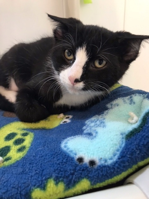 Ash, an adoptable Domestic Short Hair in Redwood Falls, MN, 56283 | Photo Image 3