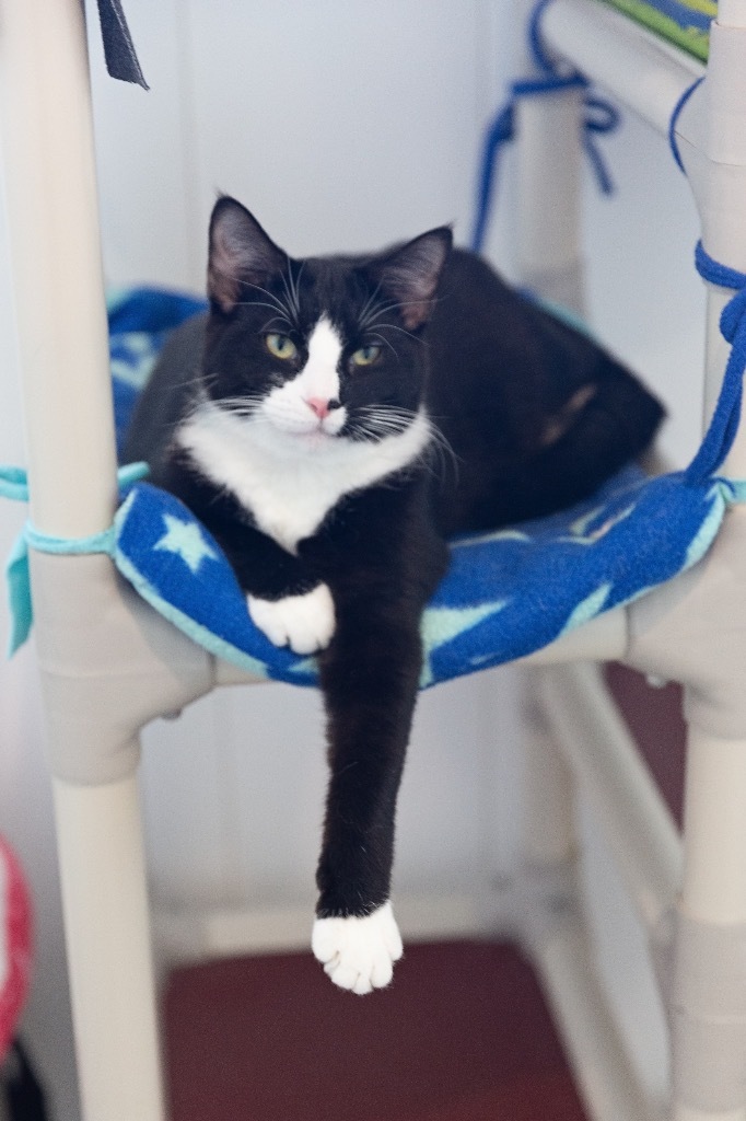 Ash, an adoptable Domestic Short Hair in Redwood Falls, MN, 56283 | Photo Image 4