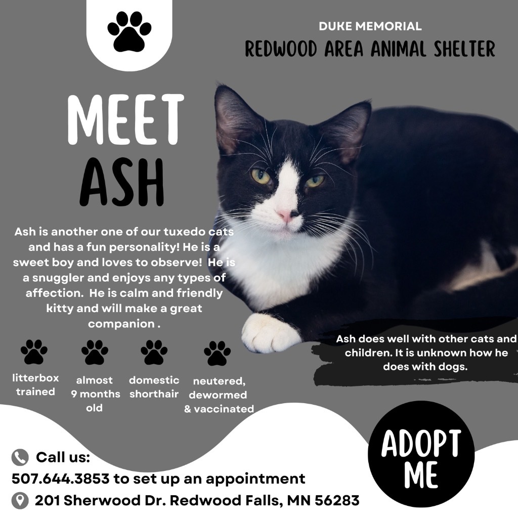 Ash, an adoptable Domestic Short Hair in Redwood Falls, MN, 56283 | Photo Image 5