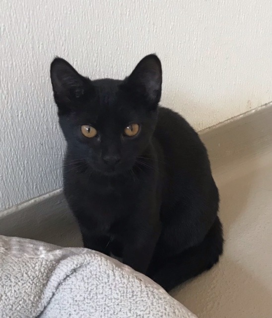 Soot, an adoptable Domestic Short Hair in Redwood Falls, MN, 56283 | Photo Image 1