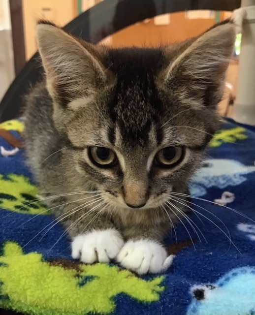 Odin, an adoptable Domestic Short Hair in Redwood Falls, MN, 56283 | Photo Image 1