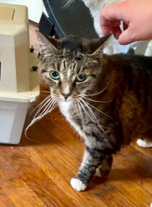 Sylvie is a sweet senior girl looking for a forever home to live out her golden years She enjoys he