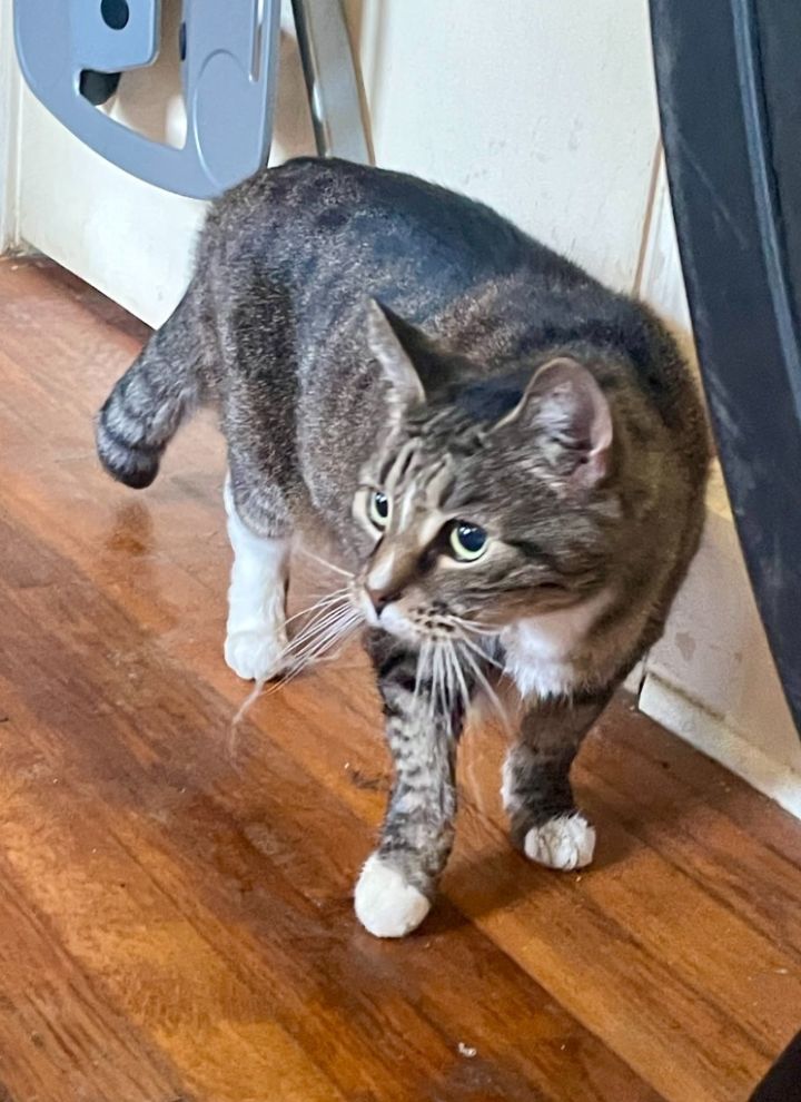 Sylvie 4