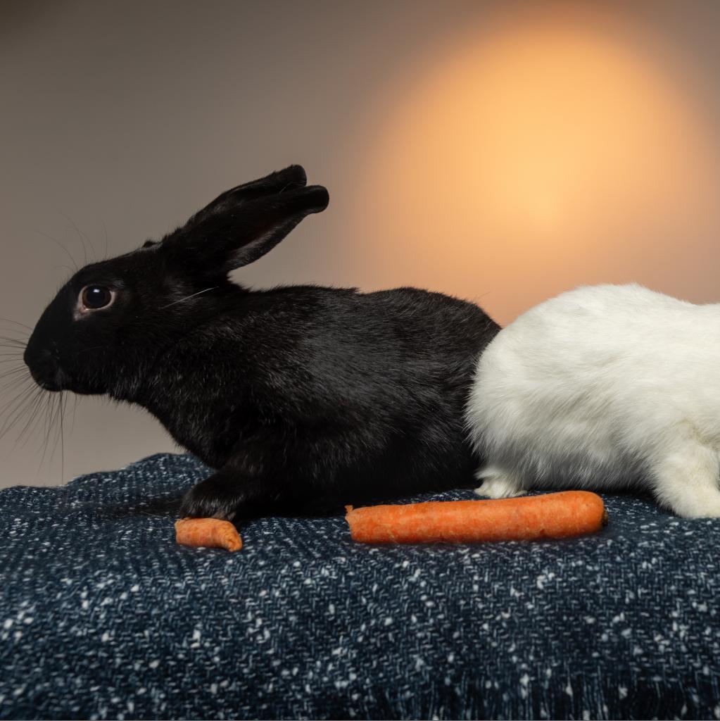 Pepper (bonded with Salt)