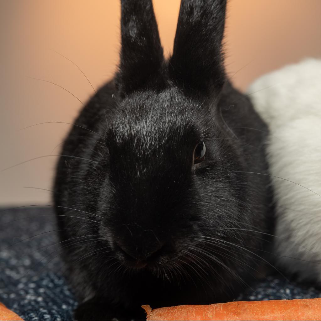 Pepper (bonded with Salt)