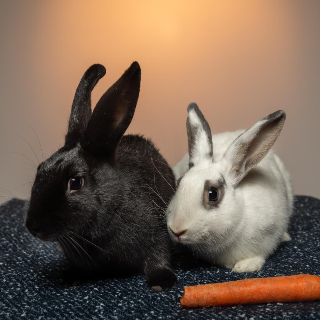Pepper (bonded with Salt)