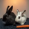 Pepper (bonded with Salt) photo 3