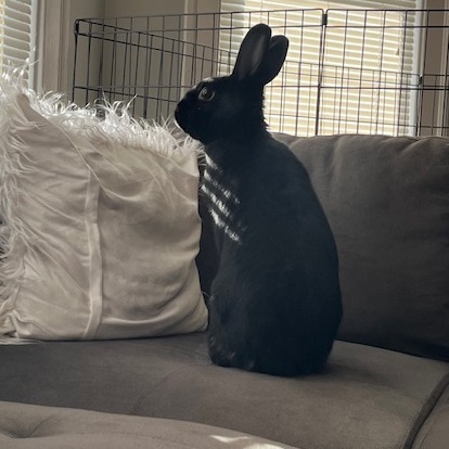 Pepper (bonded with Salt)