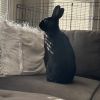 Pepper (bonded with Salt) photo 4