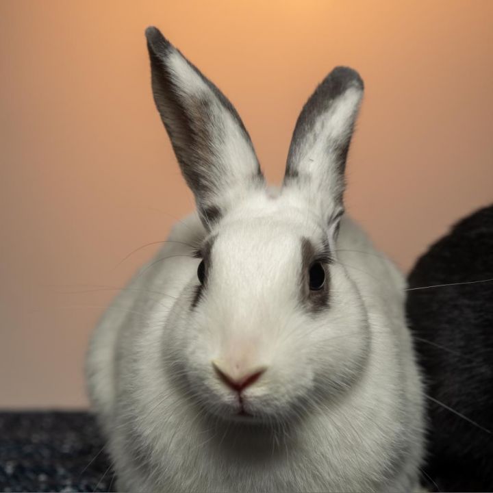 Salt (bonded with Pepper) 1
