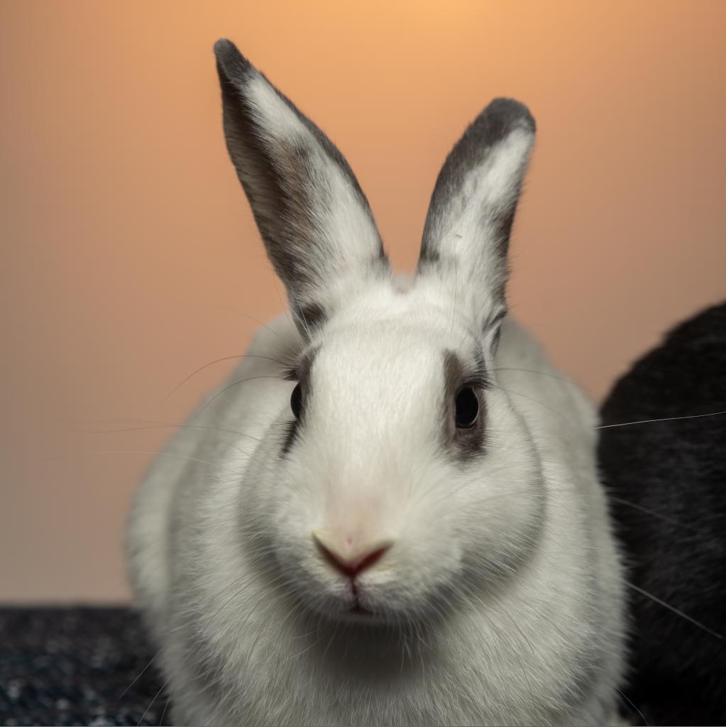 Salt (bonded with Pepper)