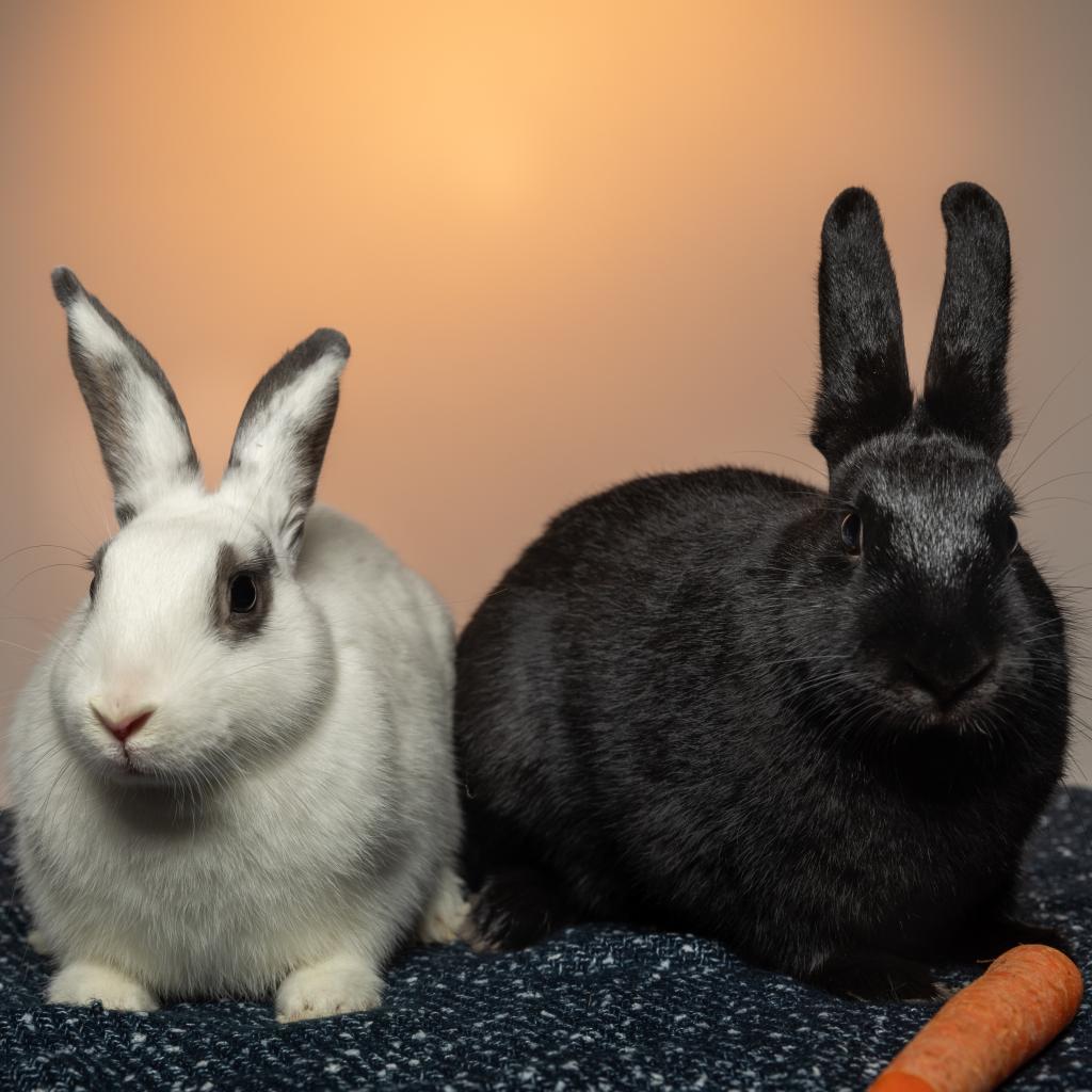 Salt (bonded with Pepper)
