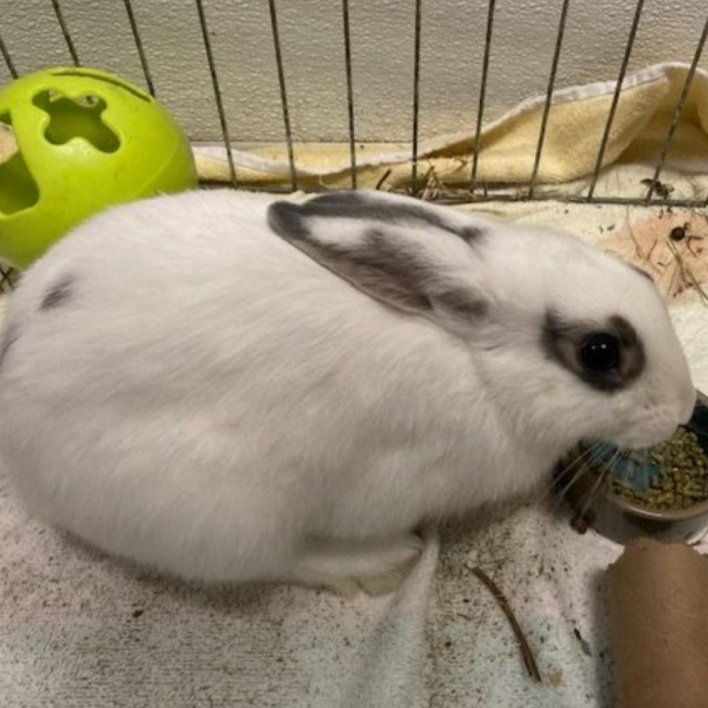 Salt (bonded with Pepper)