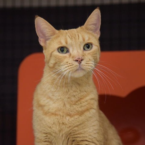 Lucky Lovebug [Permanent Foster], an adoptable Domestic Short Hair in Santa Fe, NM, 87501 | Photo Image 1