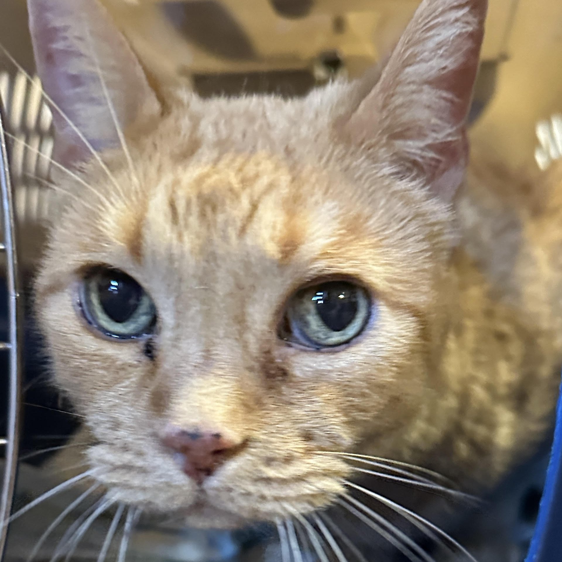 Lucky Lovebug [Permanent Foster], an adoptable Domestic Short Hair in Santa Fe, NM, 87501 | Photo Image 3
