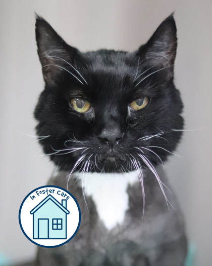 Cyrus, an adoptable Domestic Short Hair in Walla Walla, WA, 99362 | Photo Image 1