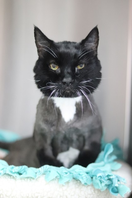 Cyrus, an adoptable Domestic Short Hair in Walla Walla, WA, 99362 | Photo Image 2