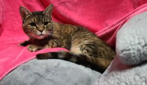 Cinnamon, Young Female unknown