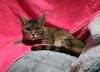 Cinnamon photo 2