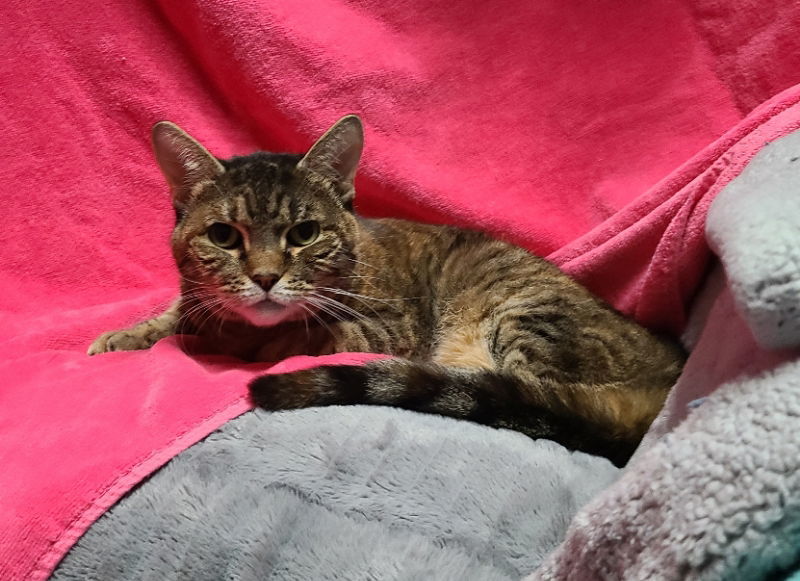 Cinnamon, an adoptable Domestic Short Hair in Mesa, AZ, 85205 | Photo Image 2