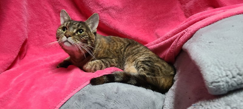 Cinnamon, an adoptable Domestic Short Hair in Mesa, AZ, 85205 | Photo Image 3