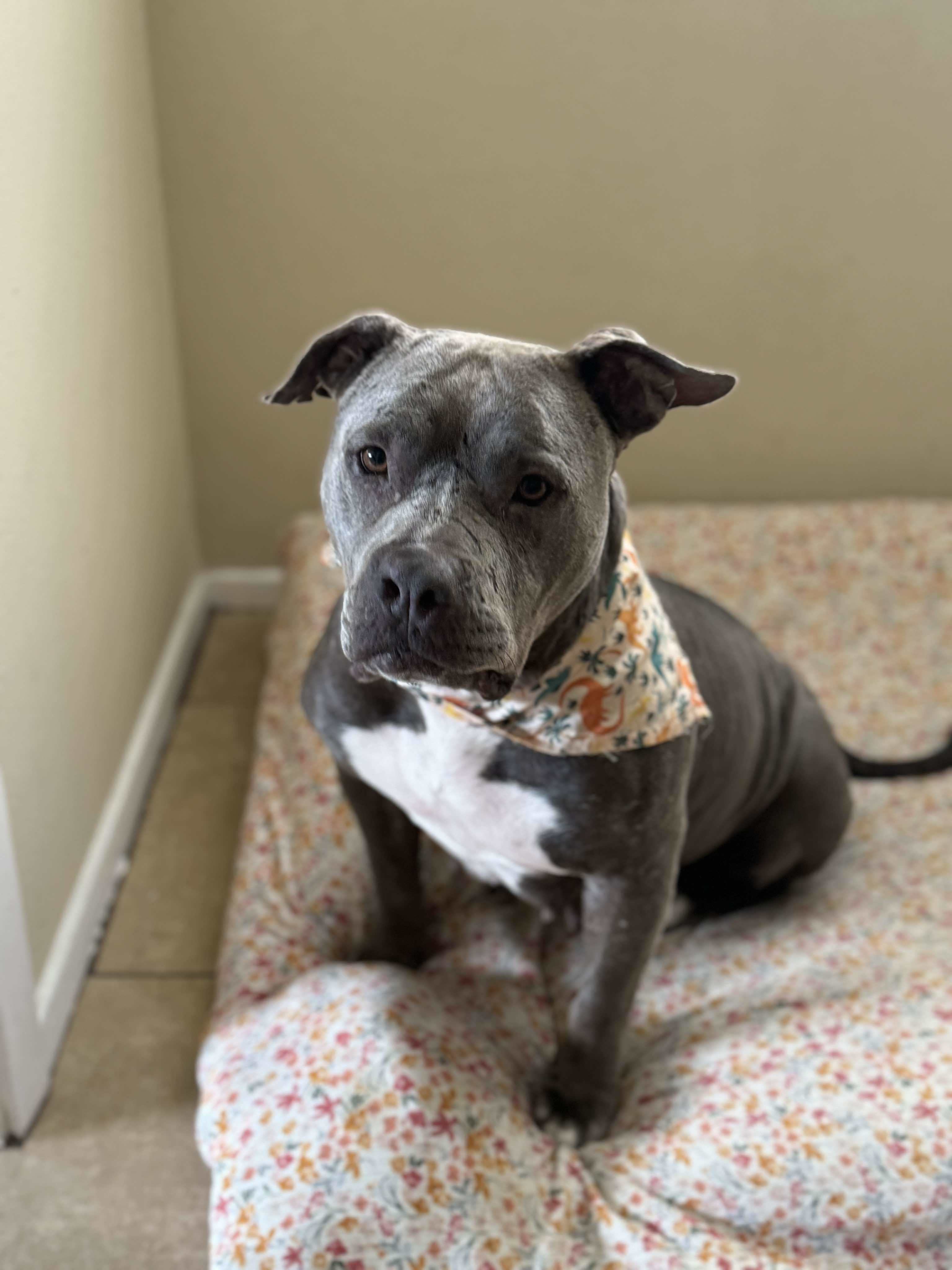 Koa, an adoptable Pit Bull Terrier in Arlee, MT, 59821 | Photo Image 1