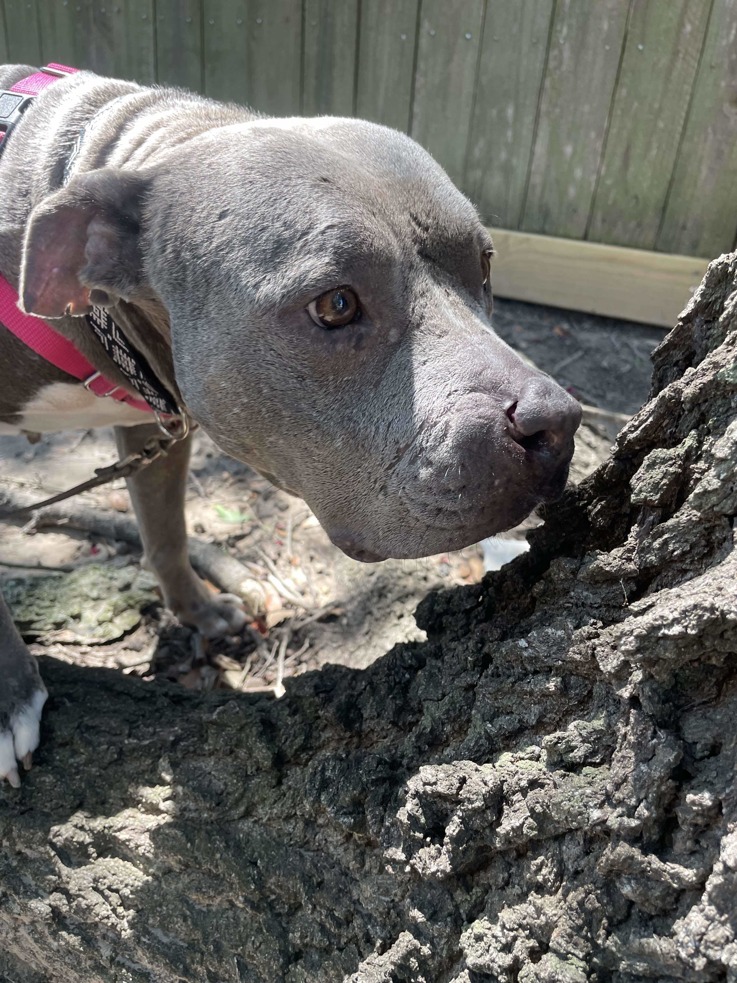 Koa, an adoptable Pit Bull Terrier in Arlee, MT, 59821 | Photo Image 2