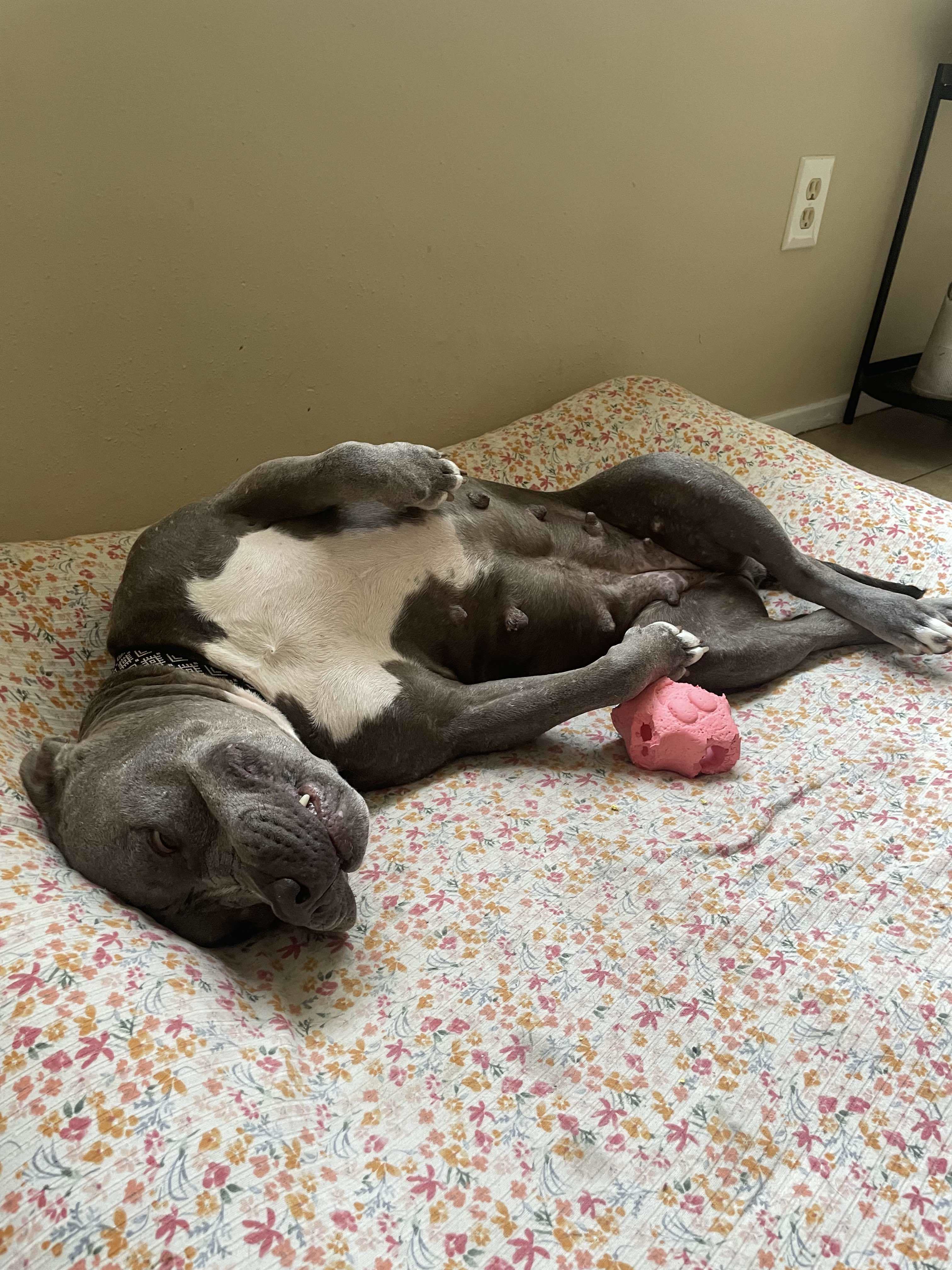 Koa, an adoptable Pit Bull Terrier in Arlee, MT, 59821 | Photo Image 3