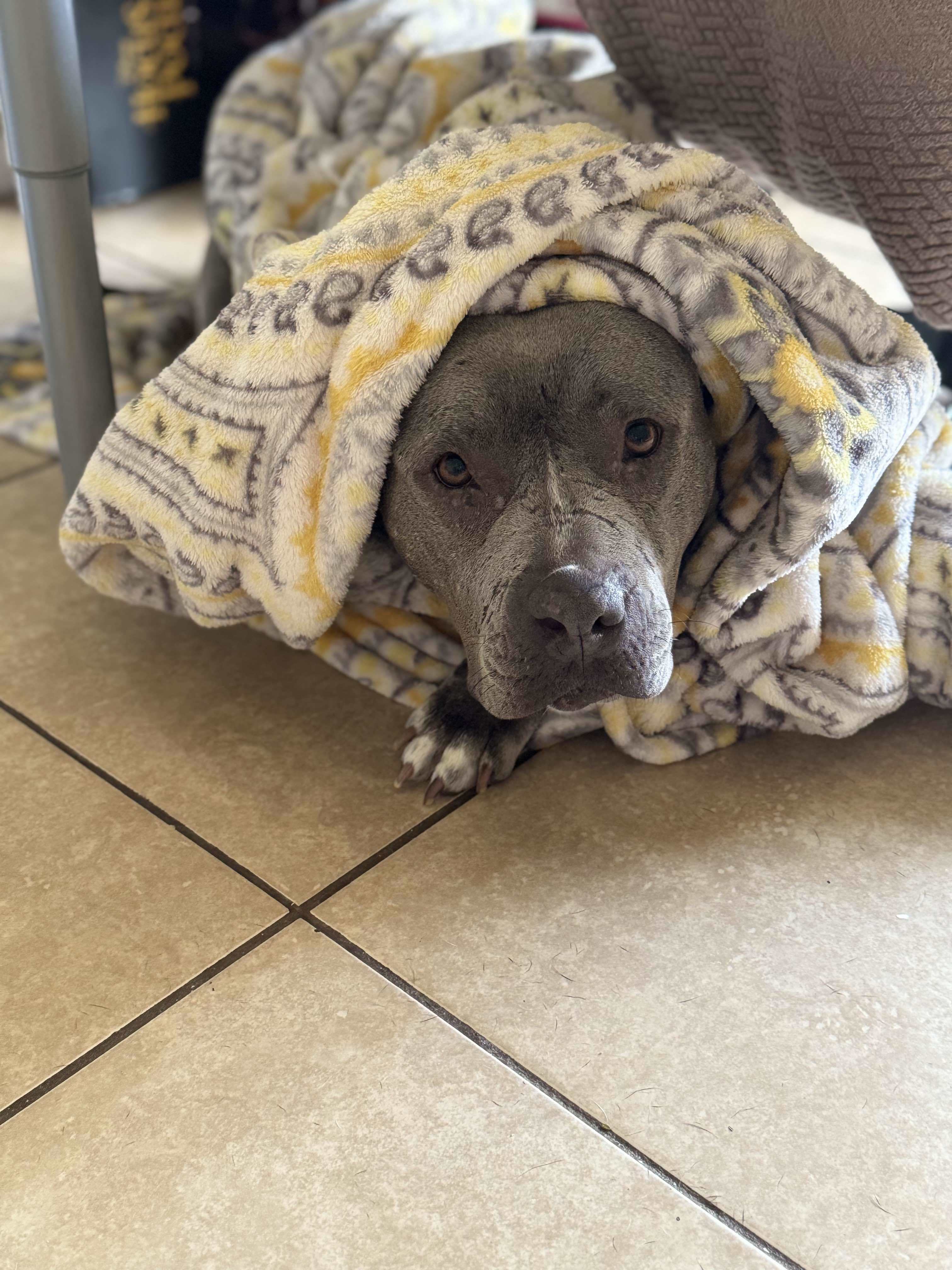 Koa, an adoptable Pit Bull Terrier in Arlee, MT, 59821 | Photo Image 4