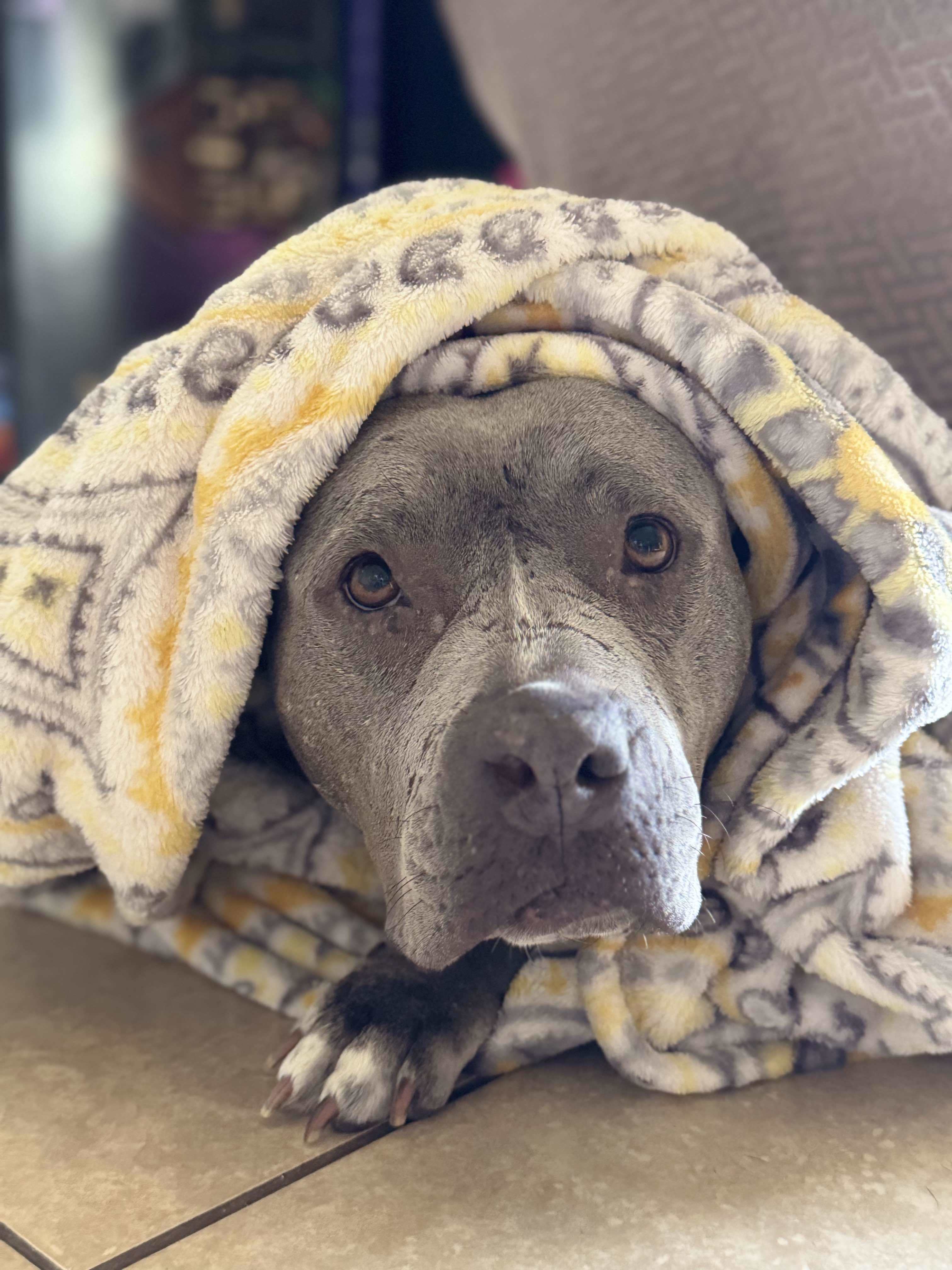 Koa, an adoptable Pit Bull Terrier in Arlee, MT, 59821 | Photo Image 6